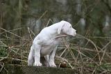 DOGUE ARGENTIN 321